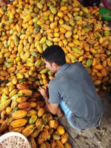 Imagem da notícia - Idam destaca produtores de cacau do rio Juruá pela premiação internacional de chocolate
