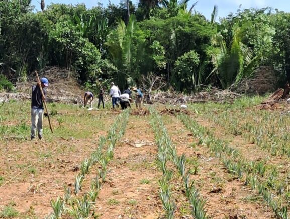 Idam conclui o plantio de 9,25 mil mudas de abacaxi em Unidade Demonstrativa de Humaitá