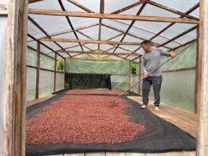 Apoio do Idam incentiva crescimento de 25% na produção de cacau em 2025