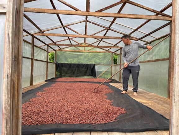 Apoio do Idam incentiva crescimento de 25% na produção de cacau em 2025