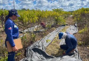 Cafeicultura em Guajará prevê safra de 100 mil sacas de café para este ano