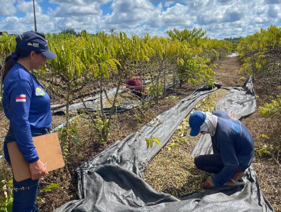 Cafeicultura em Guajará prevê safra de 100 mil sacas de café para este ano