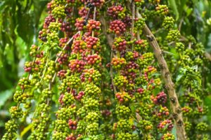 Em Silves, associação de produtores rurais assistida pelo Idam inicia colheita de café co…
