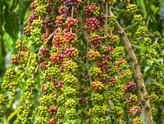 Em Silves, associação de produtores rurais assistida pelo Idam inicia colheita de café co…