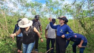 Em São Sebastião do Uatumã, Idam conduz colheita experimental com diversas variedades de …