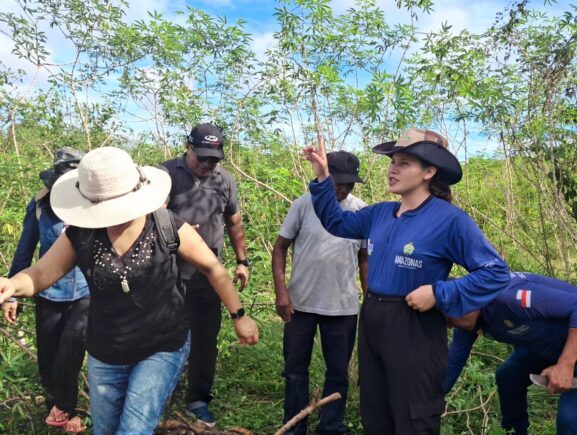 Em São Sebastião do Uatumã, Idam conduz colheita experimental com diversas variedades de …