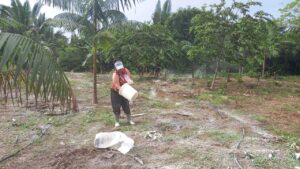 Imagem da notícia - Em Nova Olinda do Norte, Idam faz demonstração de métodos com a aplicação de calcário no cultivo de açaí